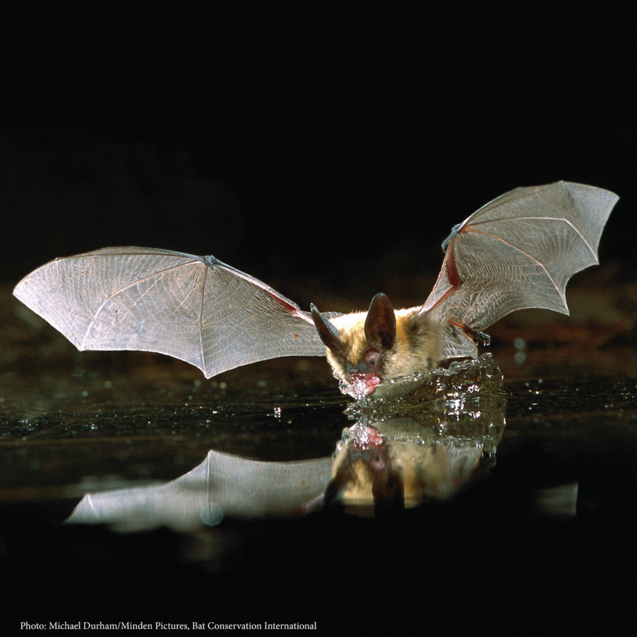 Council supports Bat Conservation Ireland as part of Daubenton’s Bat Waterway Survey Fermanagh