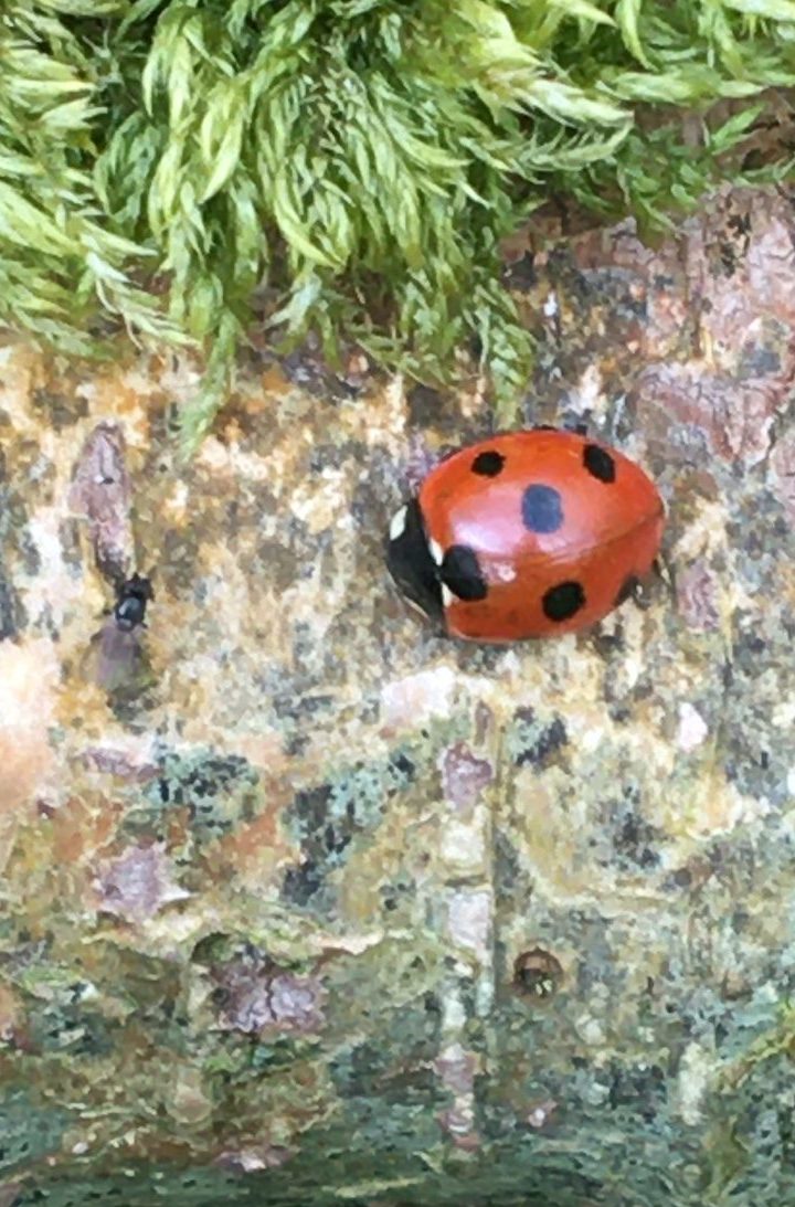 7 spot ladybird on log