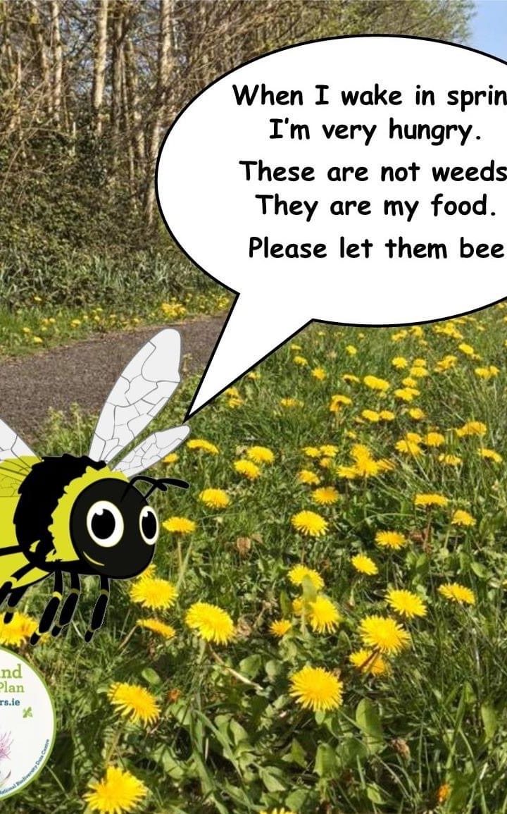 Bumblebees need dandelions