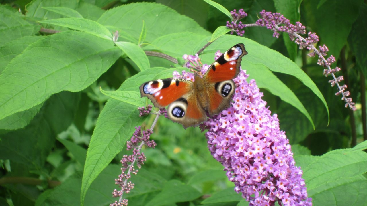 More Free Wildflower Seeds to Celebrate International Biodiversity Day