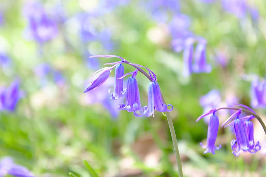 bluebell flowers nature spring blue forest plant bloom blossom