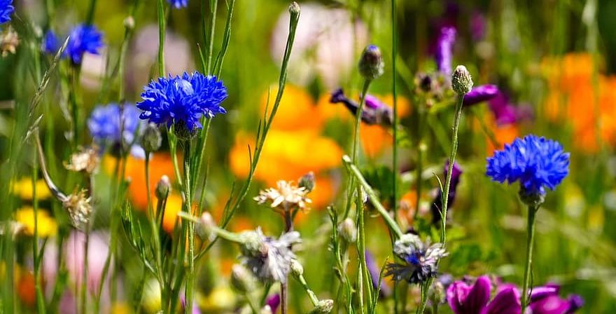 flower meadow spring meadow blossom bloom nature flora spring meadow wild flowers