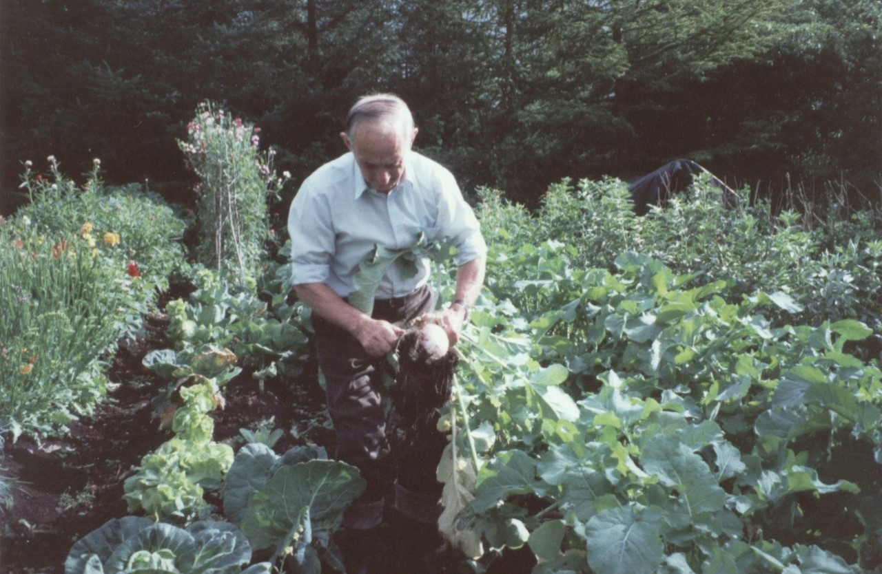 Harvesting turnips in the vegetable garden, 1980s