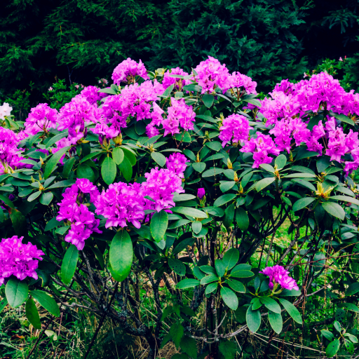 Rhododendron thumbnail
