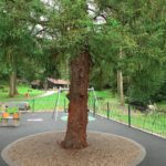 Redwood tree playpark