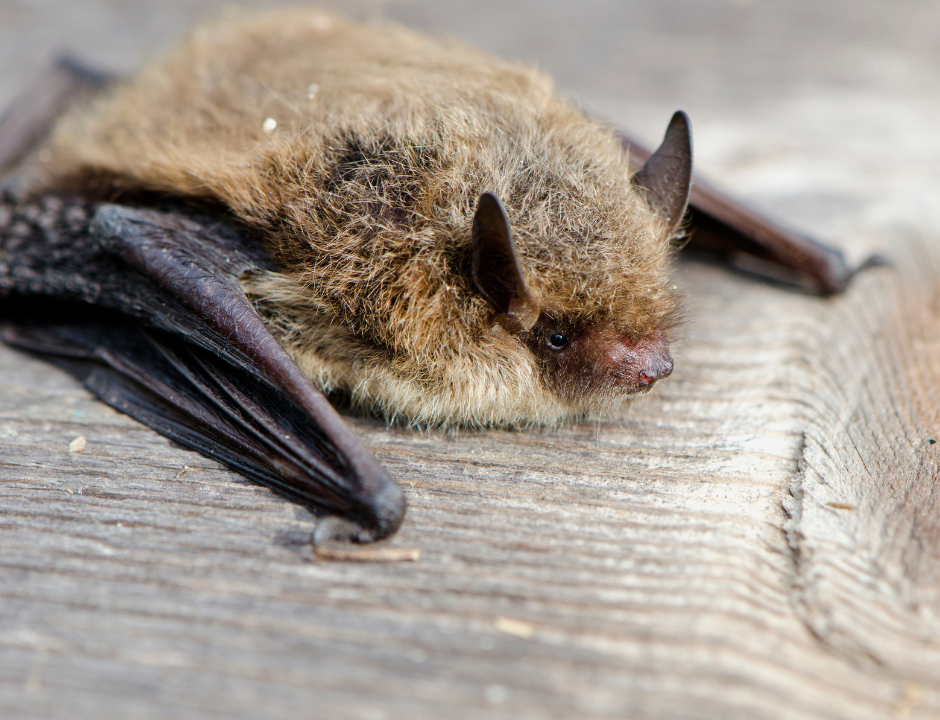 Pipistrelle Bat (1)