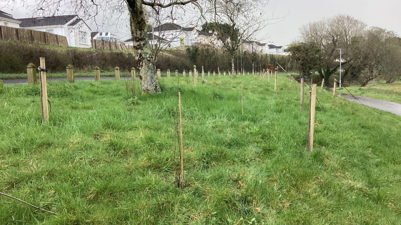 Racecourse Lough   Woodland Trust Planting (1)