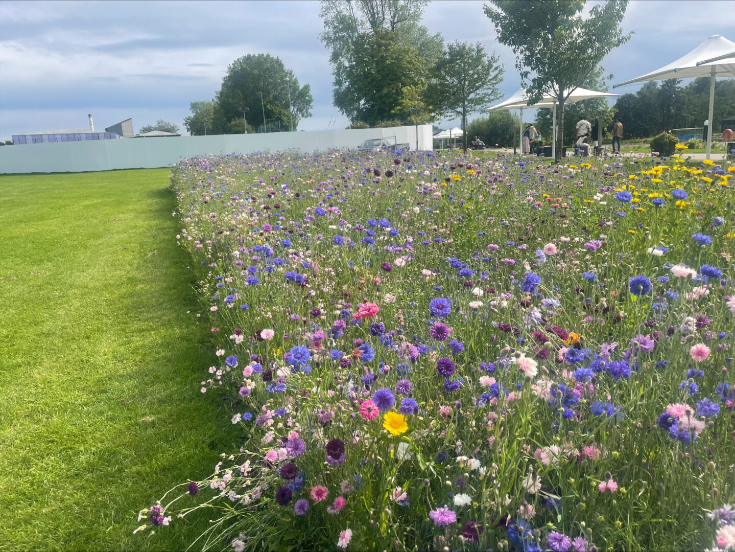 Pollinator beds at Broadmeadow