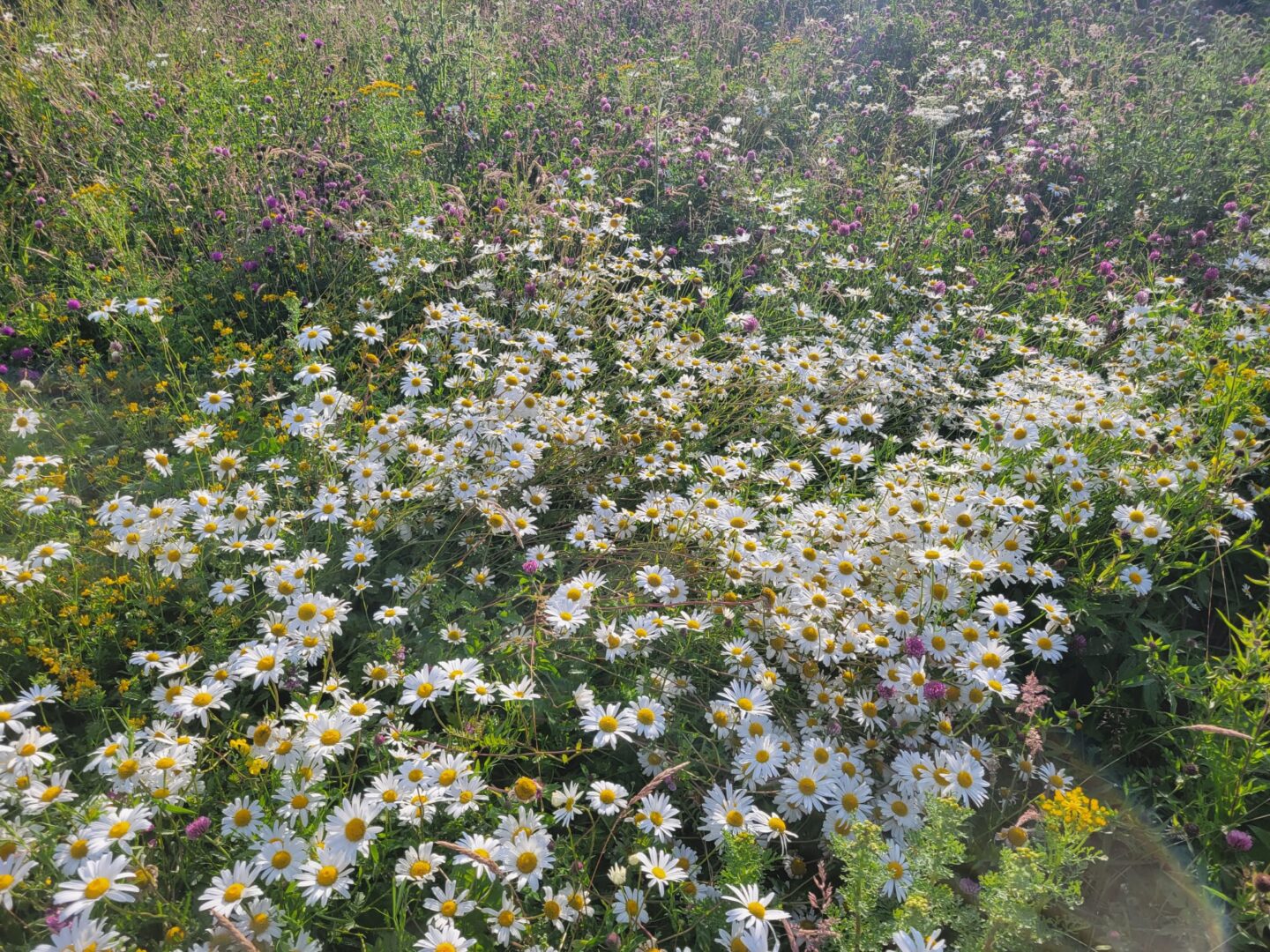 IMG 20250825 WA0031 (1)